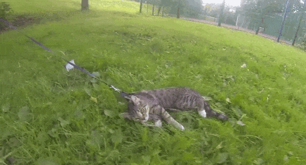 Самые ленивые коты на свете