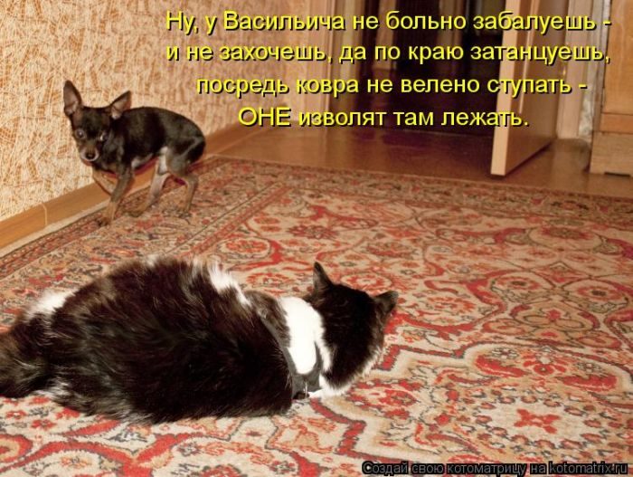 Лучшие Котоматрицы. Продолжение