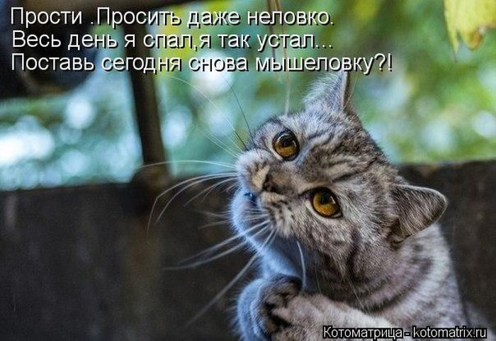 Лучшие Котоматрицы. Продолжение