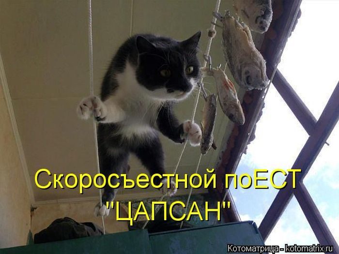 Лучшие Котоматрицы. Продолжение