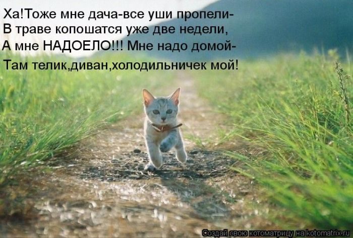 Лучшие Котоматрицы. Продолжение