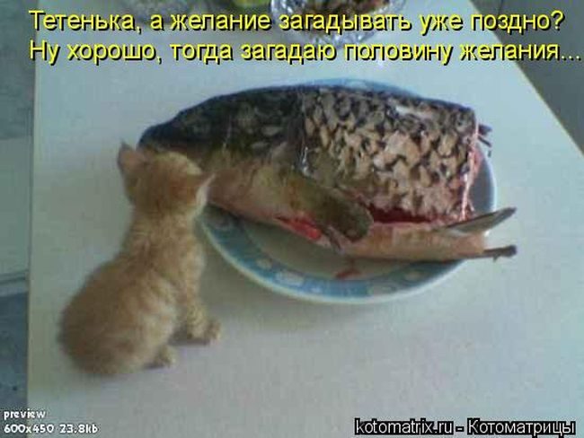 Сырую рыбу собаке. Кот объевшийся рыбы. Котенок с большой рыбой.