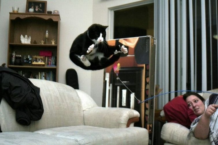 Как кошки нарушают законы гравитации