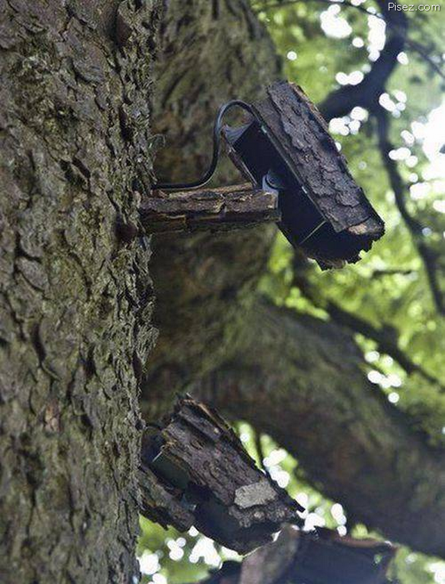 Замаскированные камеры под. Видеокамера на дереве. Камера видеонаблюдения в лесу. Камера на дереве в лесу. Маскировка видеокамеры.
