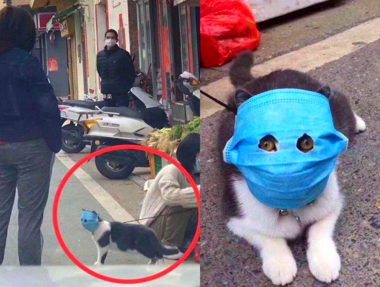 Китайский пушистый борец с коронавирусом стал главным мемом Интернета