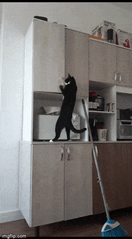 Забавные анимированные гифки для хорошего настроения