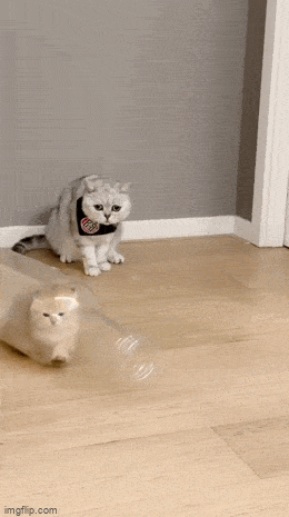 Забавные анимированные гифки для хорошего настроения