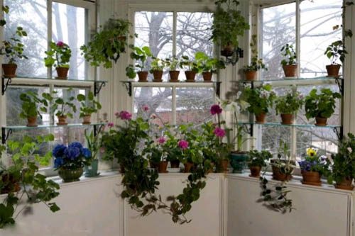 Окно и цветы: созданы друг для друга