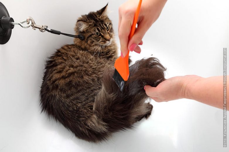 Как помыть кота и выжить