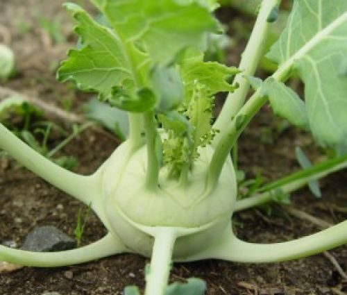Какие овощи можно посадить летом