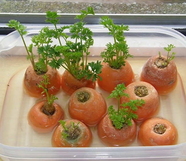 Вечно растущие овощи для вашего стола