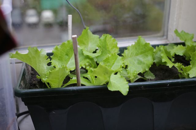 Как вырастить салат на подоконнике зимой