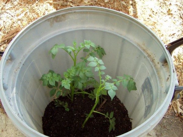 Выращиваем картофель без дачного участка