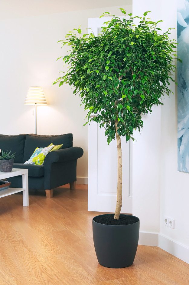 Лучшие домашние деревья для вашей квартиры