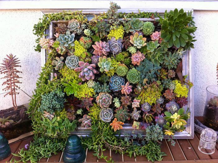 Как создать роскошный вертикальный сад для дома или квартиры