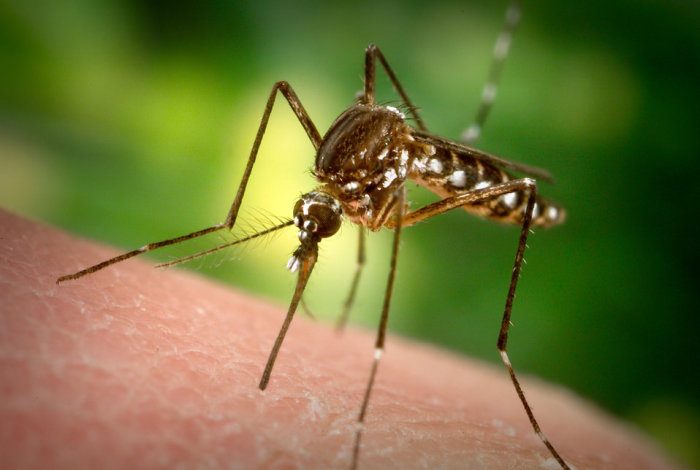Избавляемся от комаров: технично и экологично