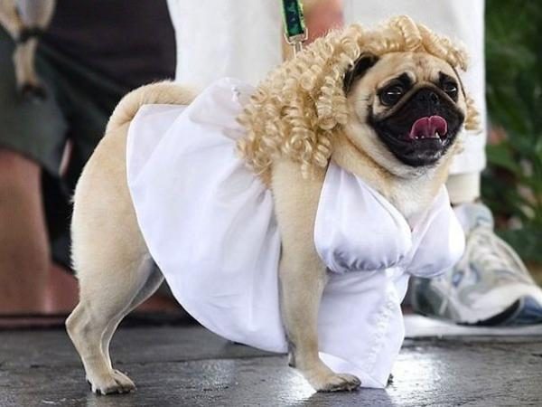 20 ужасающе милых костюмов на Хэллоуин для Собак