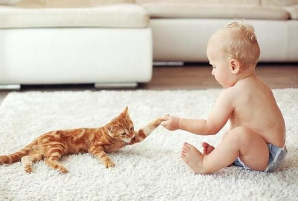 Кошка в доме: 5 правил безопасности для маленького ребенка