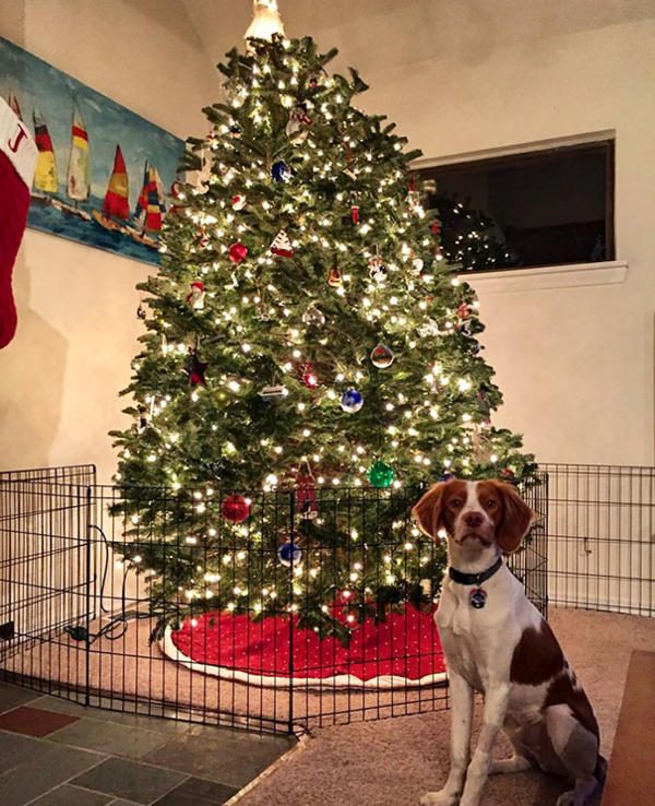 Как оригинально оградить новогоднюю елку от домашних животных