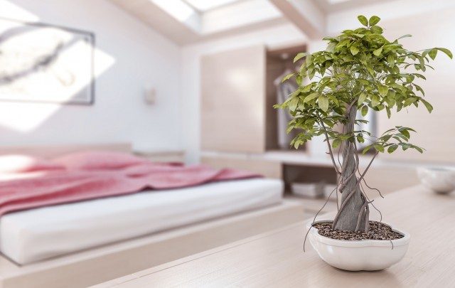 9 домашних растений, которые рекомендуется разместить в спальне