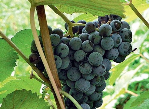 Выращивание винограда в вопросах и ответах