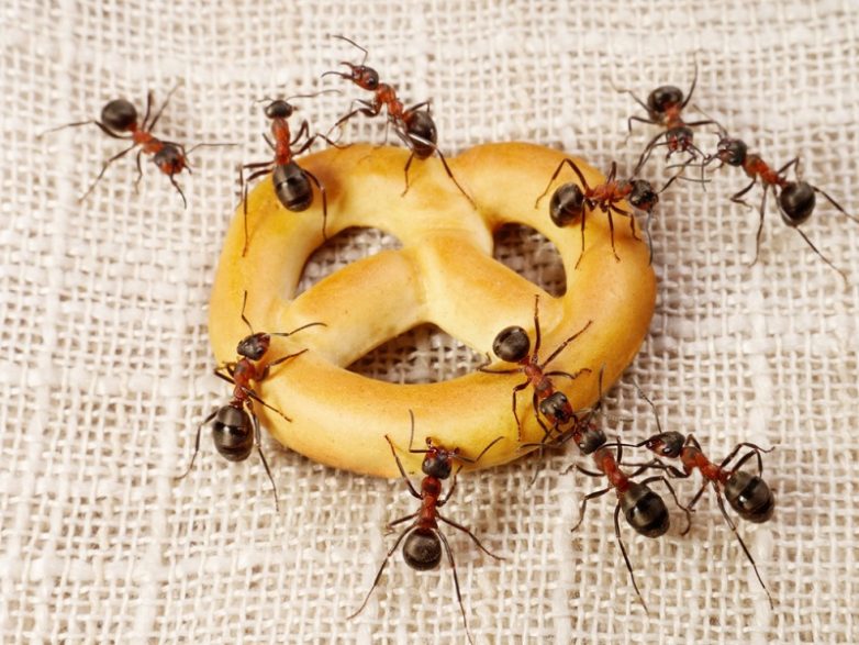 3 способа, как избавиться от муравьев в доме