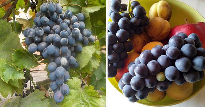 Что означает белый налет на винограде?