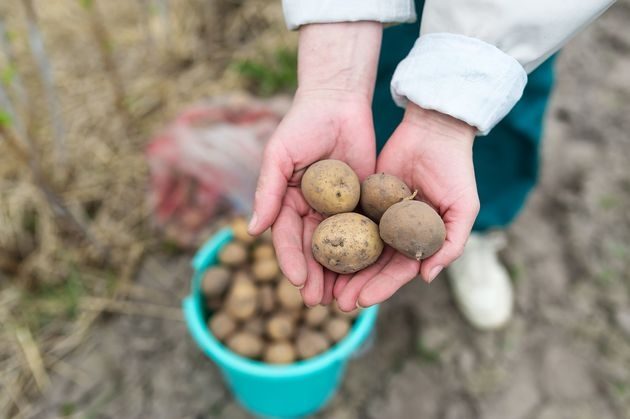 Как сохранить семенной картофель?
