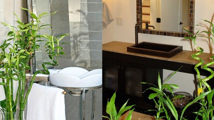 10 влаголюбивых растений, которым будет комфортно даже в ванной комнате!