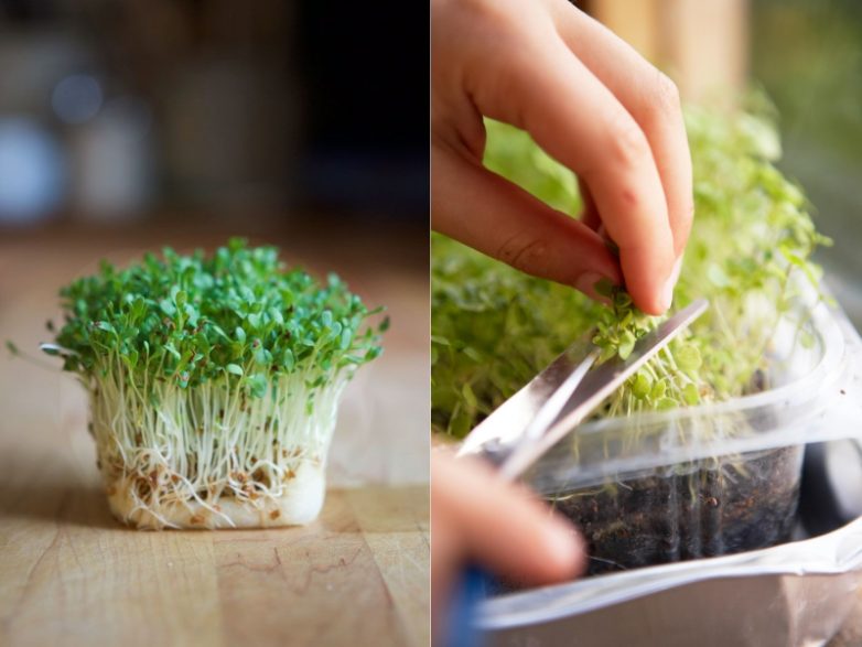 Как вырастить кресс-салат дома?