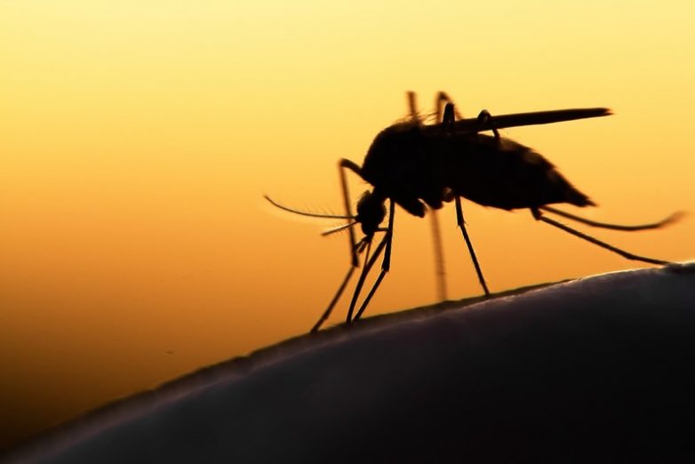 8 растений, которые отгонят комаров от дачного участка