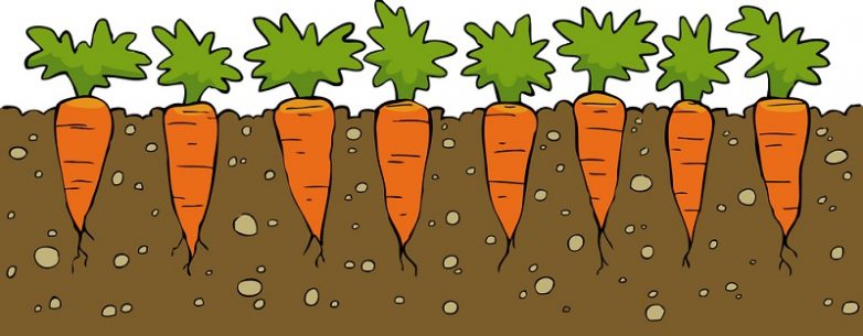 Как правильно сеять морковь на участке, чтобы собрать хороший урожай?