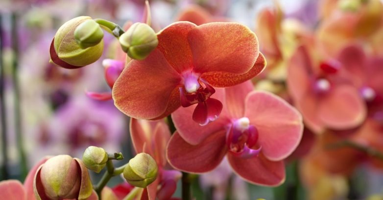Стимулируем цветение орхидеи!