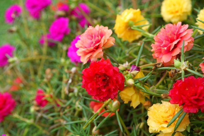 11 самых неприхотливых цветов для дачи