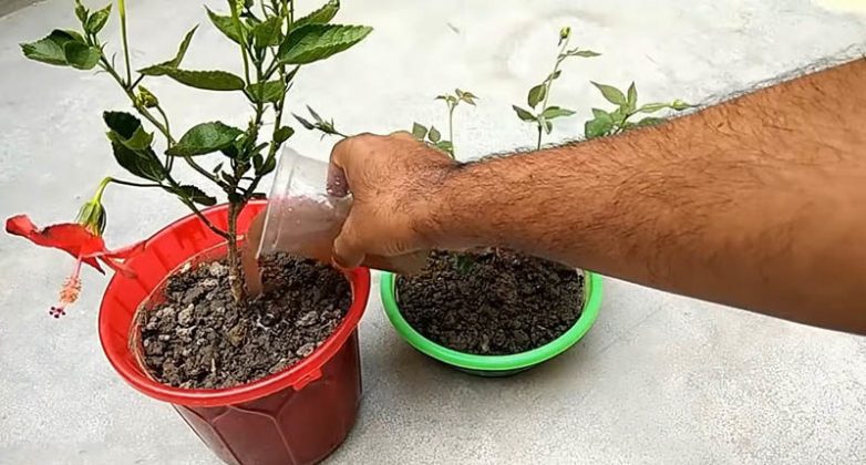 Натуральное и эффективное удобрение для растений своими руками
