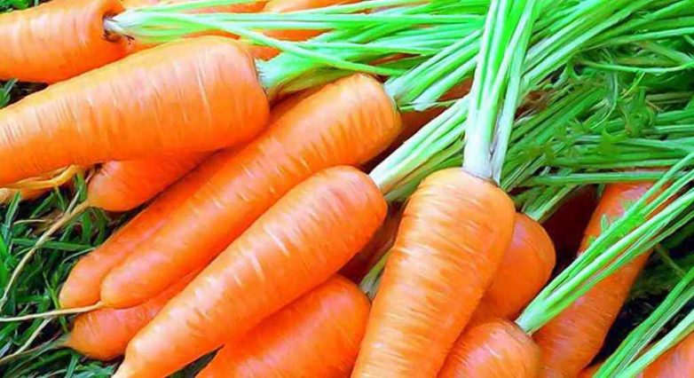 Секрет посадки моркови без прореживания, обеспечивающий хороший урожай