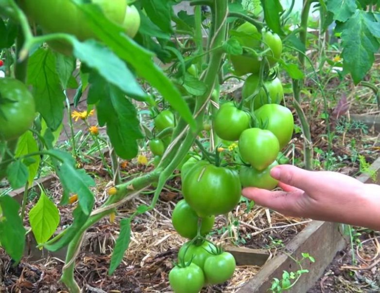 Подкормка для томатов, благодаря которой плодов завяжется в 10 раз больше