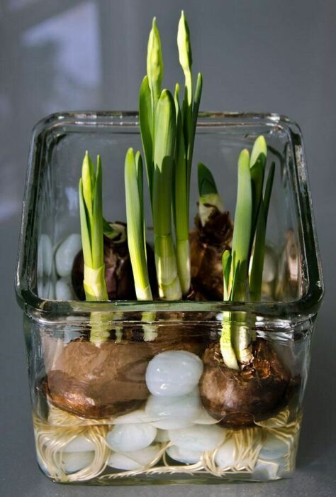 Способ, который поможет вырастить тюльпаны и нарциссы в вазе без почвы