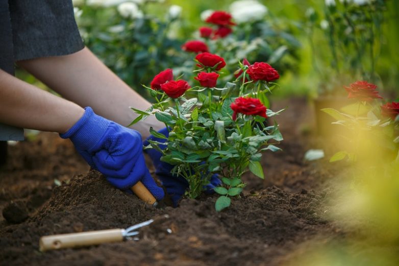 Советы, которые помогут избавиться от тли на розах