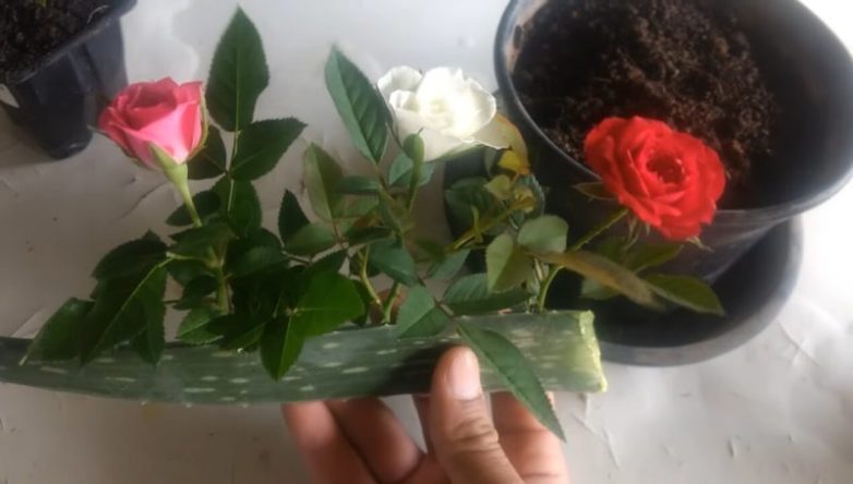 Как укоренить розу