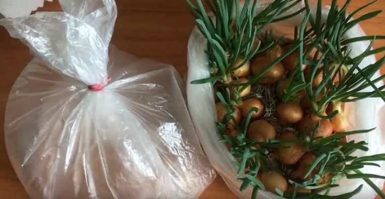 Как вырастить зеленый лук в пакете без земли
