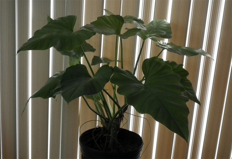 Растения для очистки воздуха в квартире