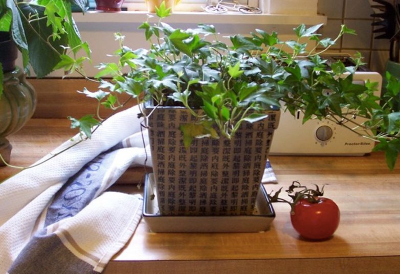 Растения для очистки воздуха в квартире