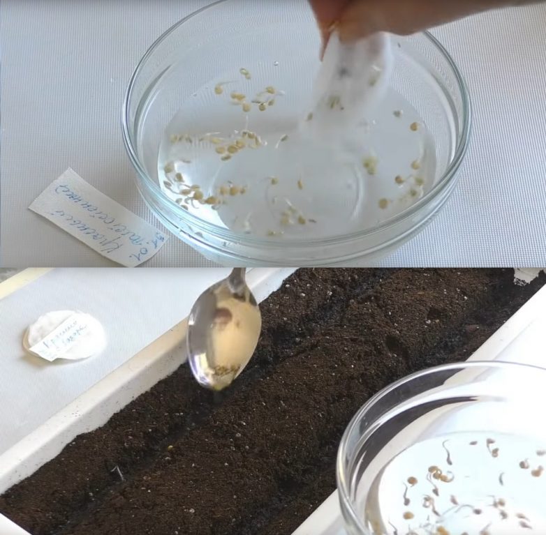 Эффективный способ проращивания семян для посадки без пикировки
