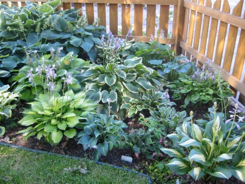 Декоративные растения, которые обязательно должны занять место в вашем саду