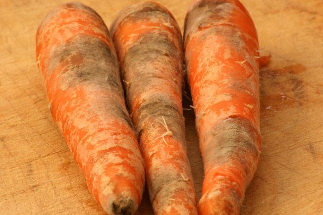 Почему морковь вырастает корявая и рогатая