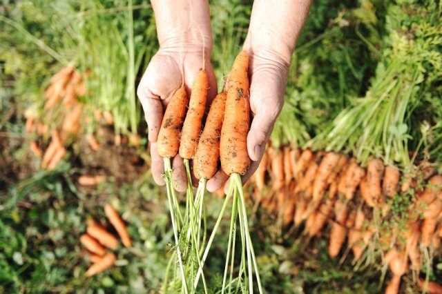 Почему морковь вырастает корявая и рогатая