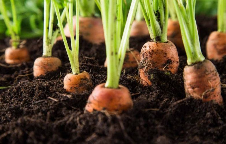Почему нужно сеять редис в морковный ряд