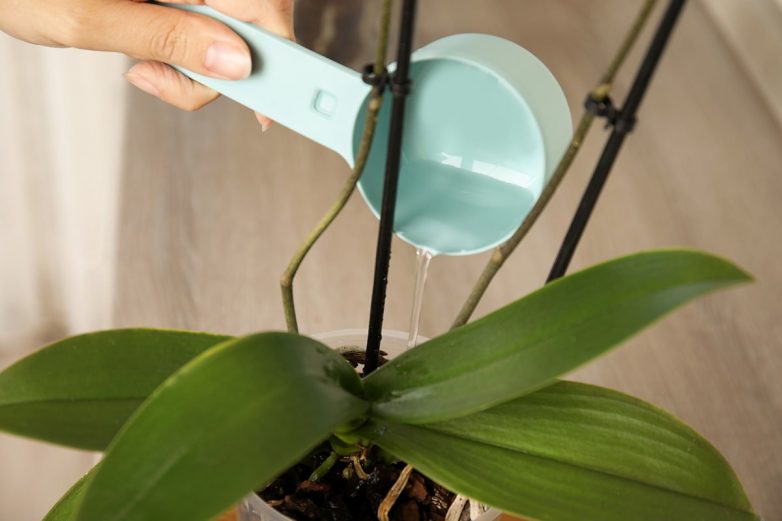 Главные ошибки в выращивании орхидей
