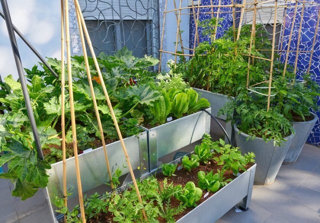 Идеи мини-грядок для свежих овощей и зелени
